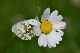 Turuncu Ssl (Anthocharis cardamines)