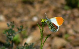 Turuncu S�sl�&nbsp;(Anthocharis&nbsp;cardamines)