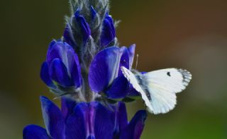Turuncu S�sl�&nbsp;(Anthocharis&nbsp;cardamines)