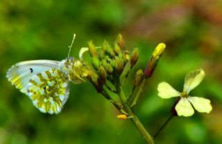 Turuncu S�sl�&nbsp;(Anthocharis&nbsp;cardamines)