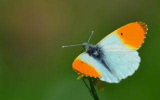 Turuncu S�sl�&nbsp;(Anthocharis&nbsp;cardamines)