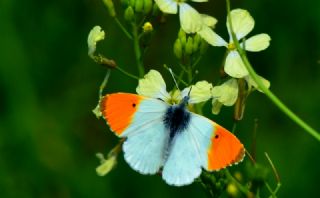 Turuncu Ssl (Anthocharis cardamines)