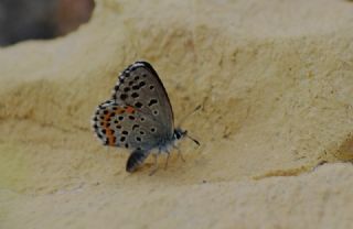 Bavius Mavisi (Pseudophilotes bavius)