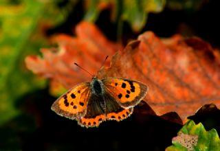 Benekli Bakr Gzeli (Lycaena phlaeas)