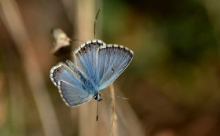 okgzl Balkan Mavisi (Aricia anteros )