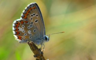 okgzl Balkan Mavisi (Aricia anteros )