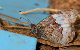 Byk Karamelek (Hipparchia syriaca)