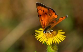 Byk Bakr Gzeli (Lycaena dispar)