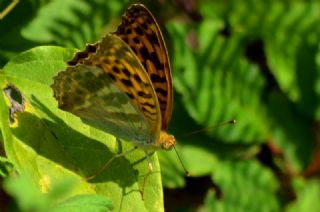 Cengaver (Argynnis paphia)