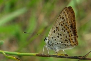 sli Bakr Gzeli (Lycaena tityrus)