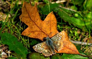 spanyol Zpzp (Pyrgus armoricanus)