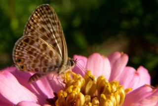 Mavi Zebra (Leptotes pirithous)