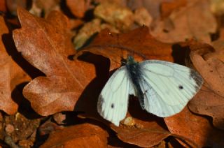 Yalanc Beyazmelek (Pieris pseudorapae)