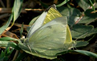 B�y�k Beyazmelek &nbsp;(Pieris&nbsp;brassicae)