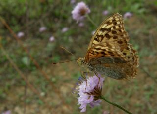 Bahadr (Argynnis pandora)