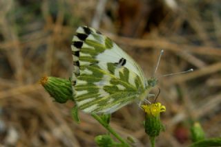 Kk Beneklimelek (Pontia chloridice)