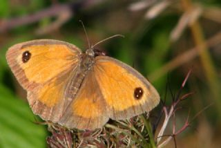 Pironiya (Pyronia tithonus)