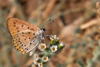 Kk Ate Gzeli (Lycaena thersamon)