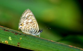 Mavi Zebra (Leptotes pirithous)