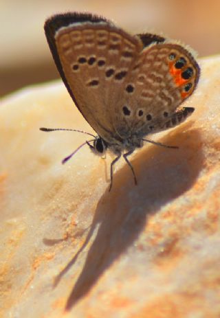 Mcevher Kelebei (Chilades trochylus)