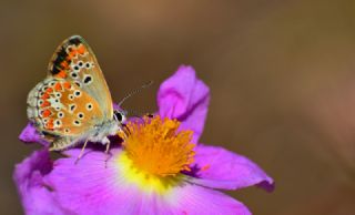 okgzl Esmer (Aricia agestis)