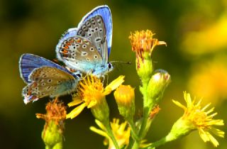 okgzl Mavi (Polyommatus icarus)