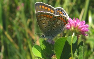 okgzl Mavi (Polyommatus icarus)