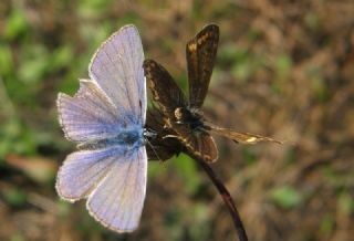 okgzl Mavi (Polyommatus icarus)