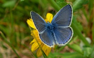 okgzl Mavi (Polyommatus icarus)