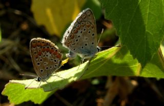 okgzl Mavi (Polyommatus icarus)