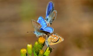 okgzl Mavi (Polyommatus icarus)