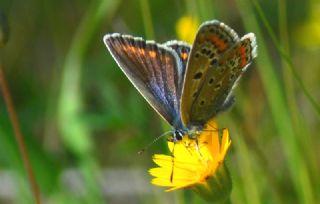 okgzl Mavi (Polyommatus icarus)