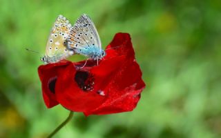 okgzl Gk Mavisi (Polyommatus bellargus)