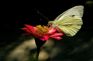 Byk Beyazmelek  (Pieris brassicae)