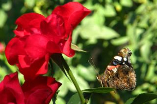 Atalanta (Vanessa atalanta)