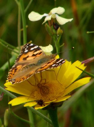 Diken Kelebei (Vanessa cardui)