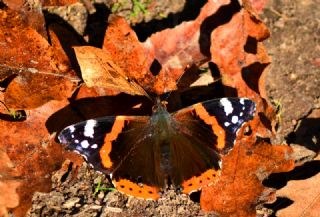 Atalanta (Vanessa atalanta)