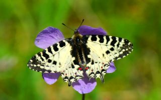 Orman Fistosu (Allancastria  cerisyi)