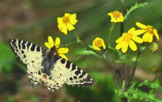 Orman Fistosu&nbsp;(Allancastria &nbsp;cerisyi)