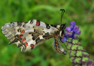 Orman Fistosu (Allancastria  cerisyi)