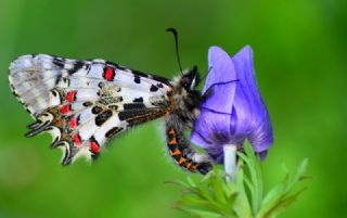 Orman Fistosu&nbsp;(Allancastria &nbsp;cerisyi)