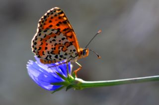 Benekli parhan (Melitaea didyma)