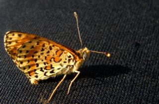 Benekli parhan (Melitaea didyma)