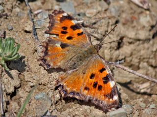 Karaaa Nimfalisi (Inachis polychloros)