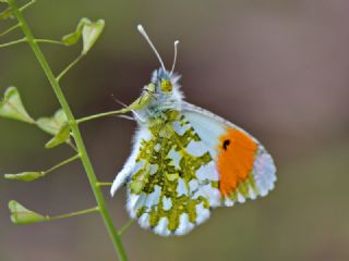 Turuncu Ssl (Anthocharis cardamines)