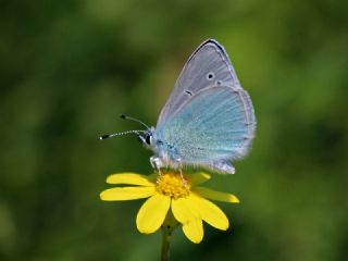 Karagz Mavisi (Glaucopsyche alexis)