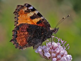 Aglais (Aglais urticae)