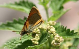 Sar Antenli Zpzp (Thymelicus sylvestris)