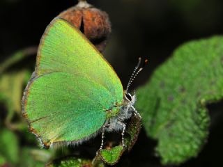 Zmrt (Callophrys rubi)