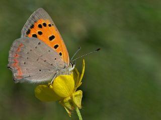 Benekli Bakr Gzeli (Lycaena phlaeas)